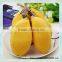 lemon folding tote bag/polyester foldable shopping bag/canvas pouch shopping bag