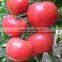 2016 Hybrid High yield disease-resistant Tomato seeds for growing- Red Princess