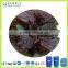 ALA alpha linolenic acic Perilla seed oil rich in omega 3 beautify skin