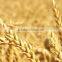 Amino Acid Organic Fertilizer Raw Material