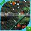 Anti-bird net,UV stabilized against radiation , used for Agriculture