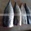 Frozen Bonito HGT