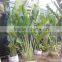 Ravenala madagascariensis-Travelers Palm-trees-plants high 2-7m
