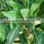 Artificial Plants - 3ft 4ft 5ft Buxus Bay Trees - Indoor Office House Plant