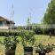 Hot Sale Grow Through Tomato Coated Decorative Moss Pole Garden Metal Climbing Life Plant Support