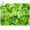 IQF Frozen Green Pepper Dice