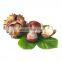 Natural water chestnut extract powder