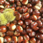 Chestnut Snack Organic Healthy Snack for all ages