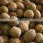 Matured Coconut For Sale From Kerala