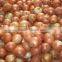 Yellow onion to buy from onion exporters in china