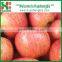 Fresh Apple of High Demand Products Wholesale Prices Apple Fruit