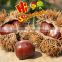 Organic Fresh Chestnuts For Sale--best for chestnuts roasting