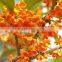 Hot Sale Yellow And Golden Sweet Osmanthus Fragrans Flower Tree Seeds For Growing
