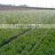 Agriculture irrigation micro spray tape