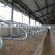 Steel structure Cow shed
