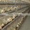 Layer Chicken Cages Widely Use For Africa Poultry Farm