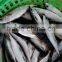 frozen mackerel good qualtiy cheap