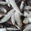 Frozen Sardine W/R