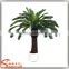 China suppliers small palm trees cycas revoluta price cycas revoluta