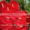 high quality natural fresh cut flower anthuriums for birthday