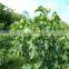 Jatropha Curcus