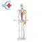 HC-S205 High Quality Human half-size 85cm skeleton model with blood vessel & heart/Skeleton Anatomy model