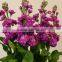 Quality latest cut fresh violet flower