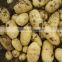 wholese fresh holland potatoes in China with lowest price