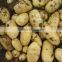 Hot Selling Fresh Holland Potato from China