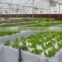 Biodegradable plastic black white film for hydroponic system