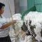 High Effiency Wool Processing Machine