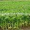IQF Frozen celery cut with best price
