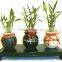 Decorative Plants for Living Room 40cm Straight Lucky Bamboo Live Plants for Wedding Gifts
