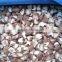 IQF Frozen Shiitake Mushroom