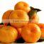 fresh valencia oranges in egyptian orange exporters