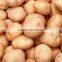 Fresh Potato Exporter