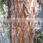 Bark of Acacia Powder