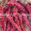 Dried Red Chilli