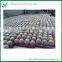 Wholesale All Types Of Cactus Plants