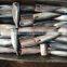 HGT pacific mackerel scomber japonicus headless gutted tailess