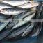 2017 New food grade pacific mackerel frozen manufactured in China