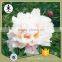 MY TEST Herbaceous Peony Plant Root