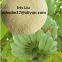 Banana Spraying Fertilizer Calcium + Boron Chelate Amino Acid Agricuture Fertilizer