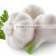 natural black garlic oil factory price