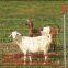 grassland fence