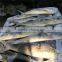 Frozen Mahi Mahi 3kgs up
