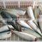 Processed frozen HG Pacific mackerel and Scomber Japonicus