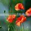 Corn Poppy,Papaver, Flower Seeds , Herb Seed,vegetalbe Seed,fruit Seed,grass Seed