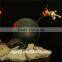 DIY dragon ball z resin action figure