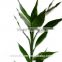 wholesale the top quality lucky bamboo with the low price from Yunnan
